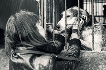 Dog in a shelter. An animal shelter volunteer takes care of dogs. A volunteer takes care of a dog...