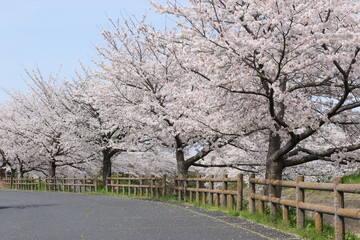 Obraz premium cherry blossoms