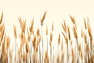 reed isolated on white background-