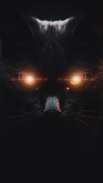 black cat