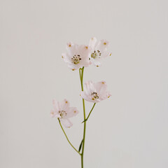 Pale pink flower on white background. Minimal stylish still life floral composition