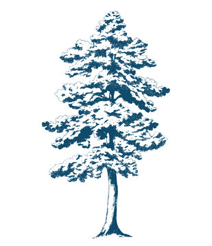 Beautiful vector stock print. Hand drawn forest tree pencil illustration.