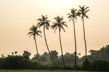 silhouettes of coconut trees palms against the blue sky of India with sunset