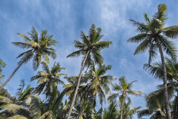 silhouettes of coconut trees palms against the blue sky of India with sunset