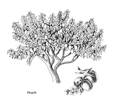 Peach tree and branch vector