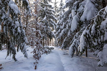 Snowy forest after heavy snowfall in central Europe