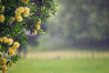 Yellow Pohutukawa blooms in the rain. New Zealand Christmas Tree. Auckland.