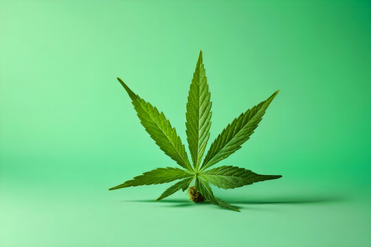 Cannabis leaf on a green background.