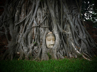 Sand stone buddha head in tree root at Mahathat temple, Ayutthaya, Thailand