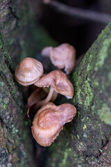 Type species of the Mycena mushroom genus. Many fungi of the Mycena genus sprout on a rotten tree branch