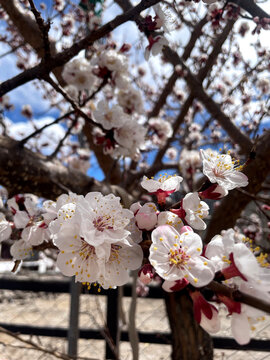 Apricot Blossom at alchi gompa Leh Ladakh