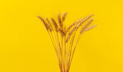 Obraz premium Ears of wheat in front of yellow backdrop.