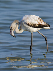 A young Greater Flamingo walking in the water