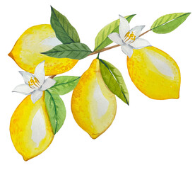 Watercolor twig with ripe lemons and flowers, hand drawn illustration