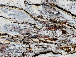 Old Wood texture, Bark texture for the background or text