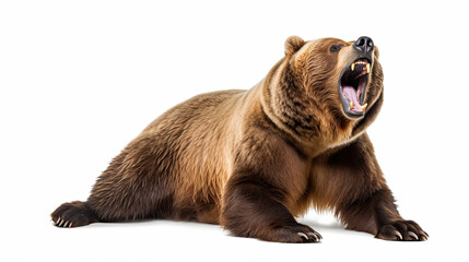 Fototapeta premium brown bear is yawning isolated on white background