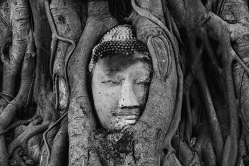 buddha head in roots at Wat Mahathat in Ayutthaya