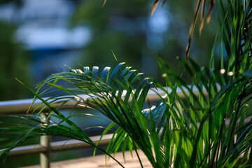 カフェの窓際にある観葉植物
