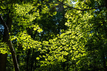 Low angle view of the canopy of trees in a forest with sun shining bright on the green leaves forming a circle of brightly lit leaves