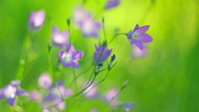 Alpine meadow. Purple Campanula Flowers is swayed. Fantasy nature backdrop. Golden hour. Sunset soft light. Summer Fairy Tale Lawn. Feeling free and happy. Warm day illuminates the petals. Bellflowers