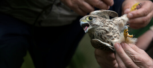 bird ringing - common kestrel (Falco tinnunculus) - obrazy, fototapety, plakaty