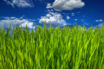 macro of real green grass lawn, blue sky with clouds in the background