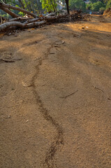 Large colony of termites in the jungle of Thailand