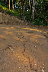Large colony of termites in the jungle of Thailand