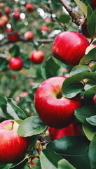 Obraz premium apples on tree
