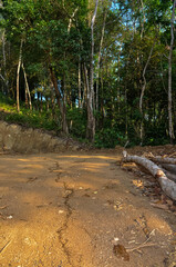 Large colony of termites in the jungle of Thailand