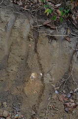 Fototapeta premium Large colony of termites in the jungle of Thailand