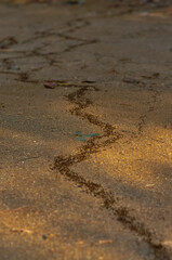 Large colony of termites in the jungle of Thailand