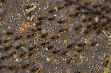 Large colony of termites in the jungle of Thailand