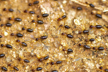 Large colony of termites in the jungle of Thailand