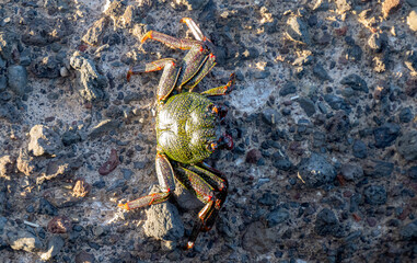 crab basking on a rock