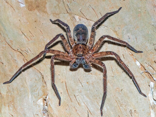 Huntsman Spider
