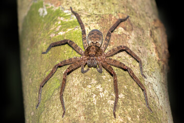 Huntsman Spider