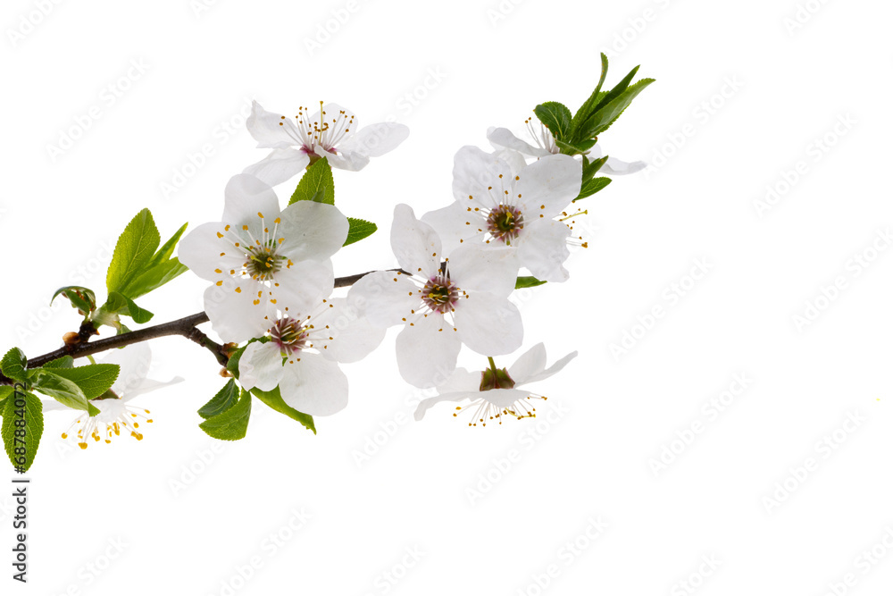 Wall mural cherry flowers isolated