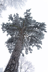 Snow covered tree in winter