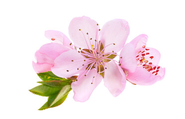 Naklejka premium sakura flowers isolated