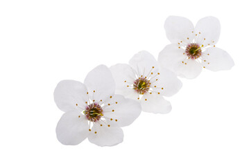 cherry flowers isolated