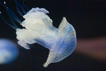 beautiful jellyfish