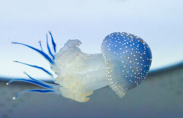 Naklejka premium beautiful jellyfish