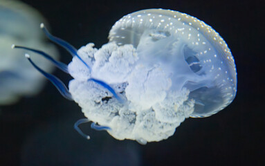 beautiful jellyfish