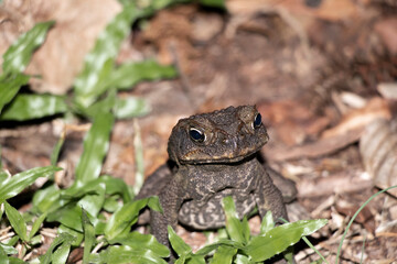 Australian Toad