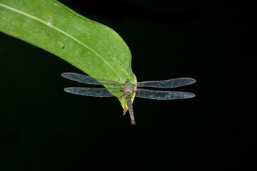 Dragonfly on Leaf at Night with Wings Spread