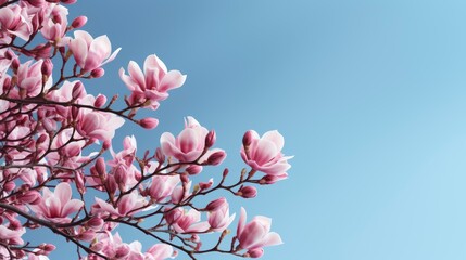 Fototapeta na wymiar Pink Magnolia Flower Tree Blossom, HD, Background Wallpaper, Desktop Wallpaper