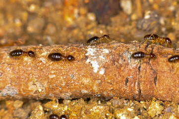 Large colony of termites in the jungle of Thailand