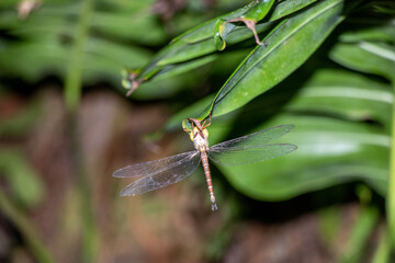 Dragonfly on Leaf at Night