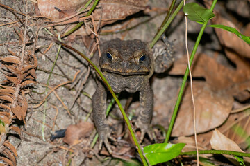 Naklejka premium Australian Toad